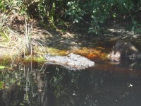 Aligator at the Okefenokee Swamp