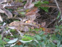 Spider at the Okeefenokee Swamp