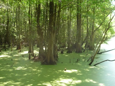 I'on Swamp in the Francis Marion National Forest in southeastern South Carolina