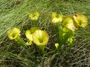 Pitcher Plants in the Green Swamp Preserve in Brunswick County, NC