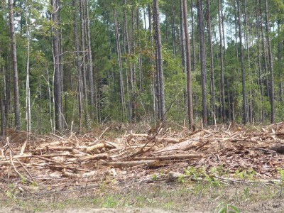 Clearcut in the Green Swamp in southeastern North Carolina