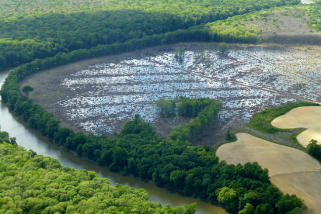 Little remains but stumps and puddles in what was once a bottomland hardwood forest on the banks of the Roanoke River in northeastern North Carolina. The trees were turned into wood pellets for burning in power plants in Europe. (Joby Warrick/The Washington Post)