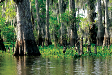 Atchafalaya Swamp in Louisiana 