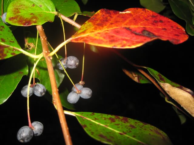 A photo RiverDave took of the early turning tupelo tree leaf with ripening berries.