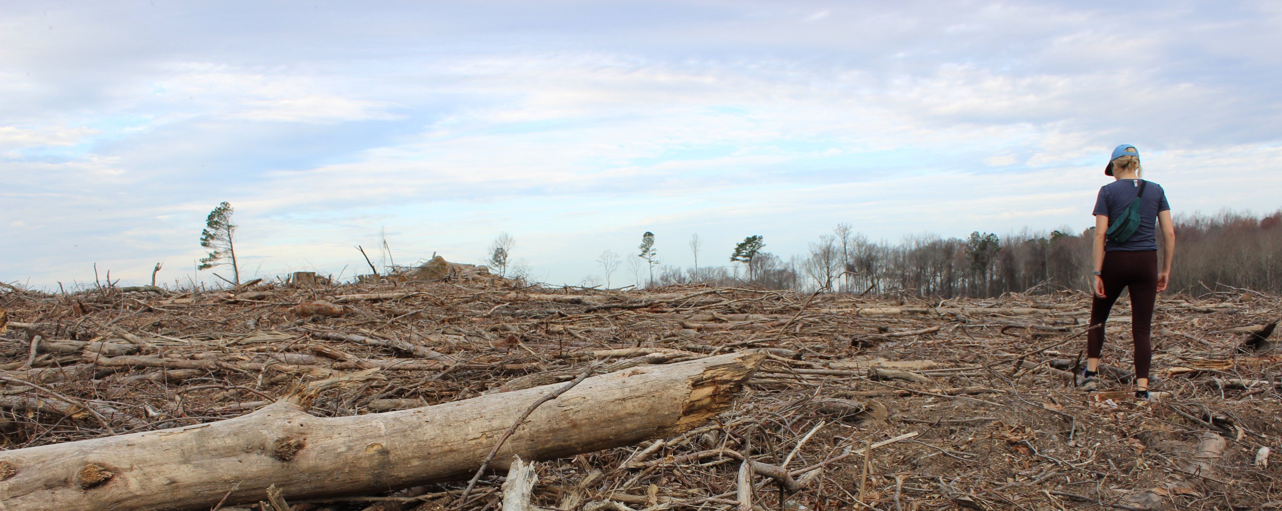 southern forests clearcut