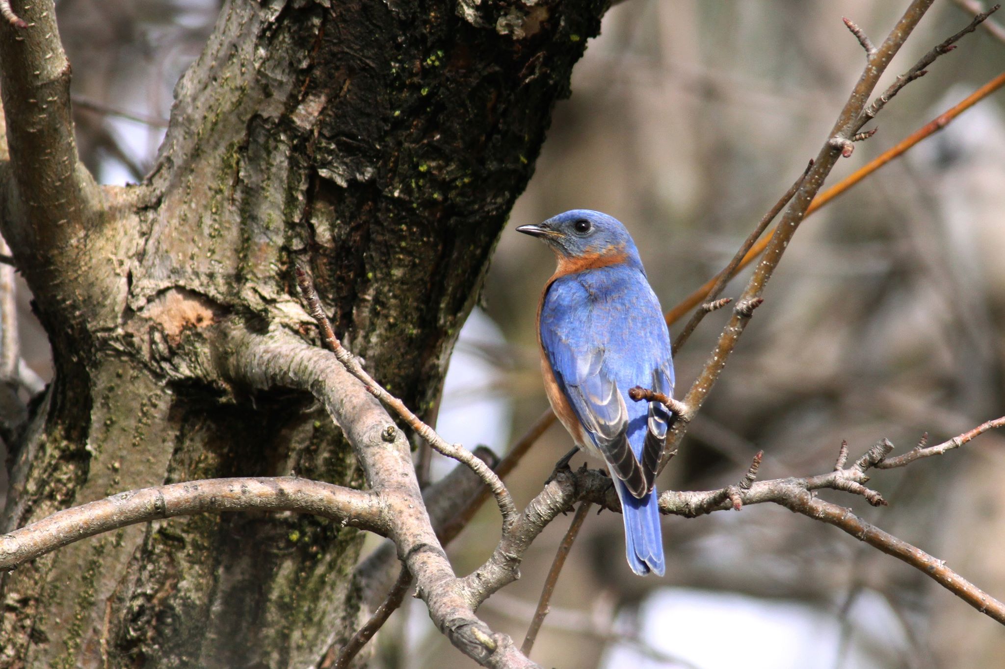 blue-bird-in-tree
