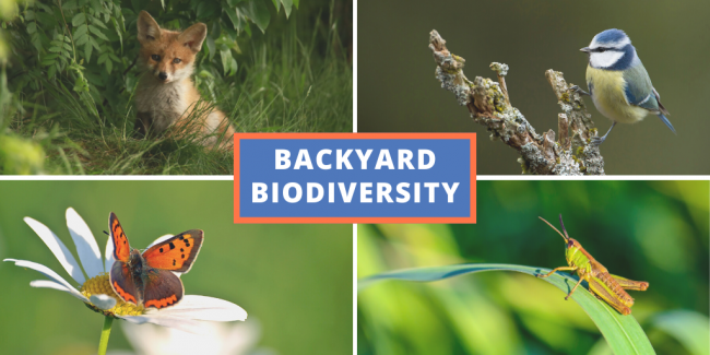 Backyard Biodiversity: Night Sounds | Dogwood Alliance