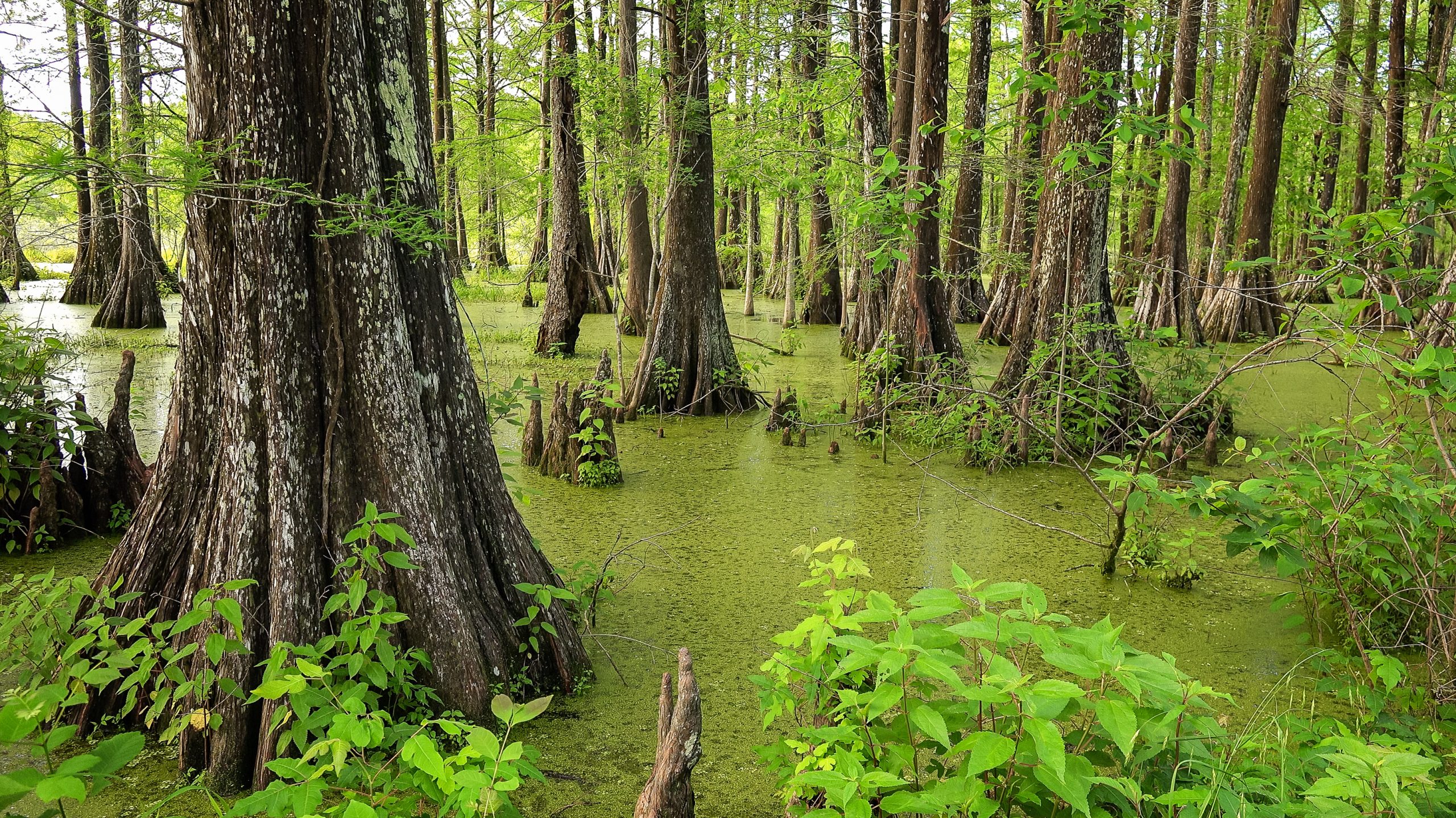 swamp forests are common in eastern North Carolina