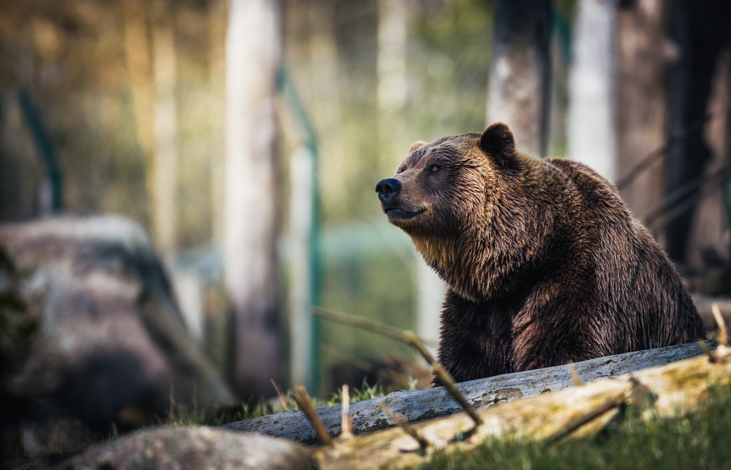 proforestation: A brown bear rests in a forest