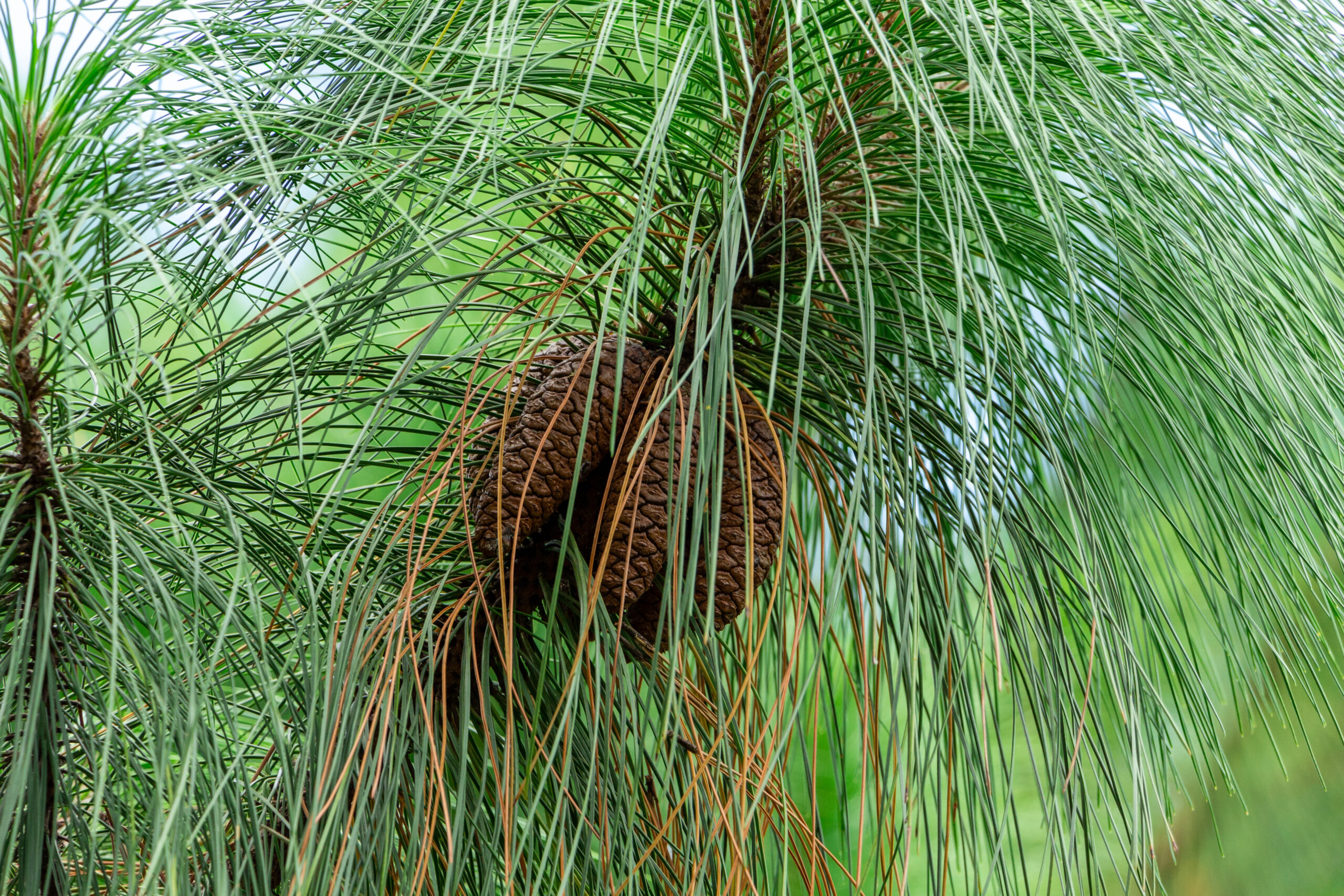 Longleaf pine (Pinus palustris) cones, multiple, brown - Davie, Florida, USA