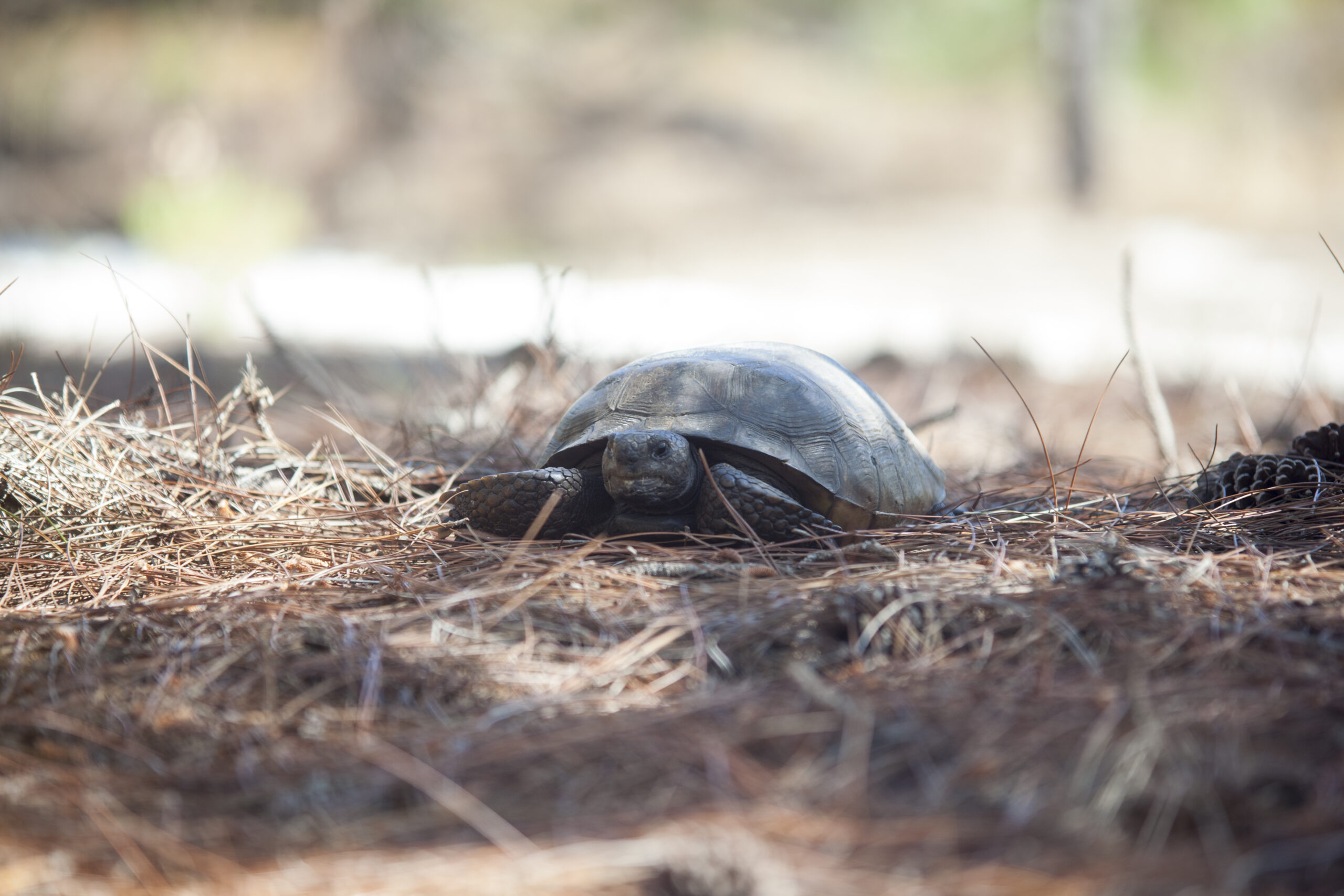 a gopher tortoise rests on pine needles-biomass-impacts