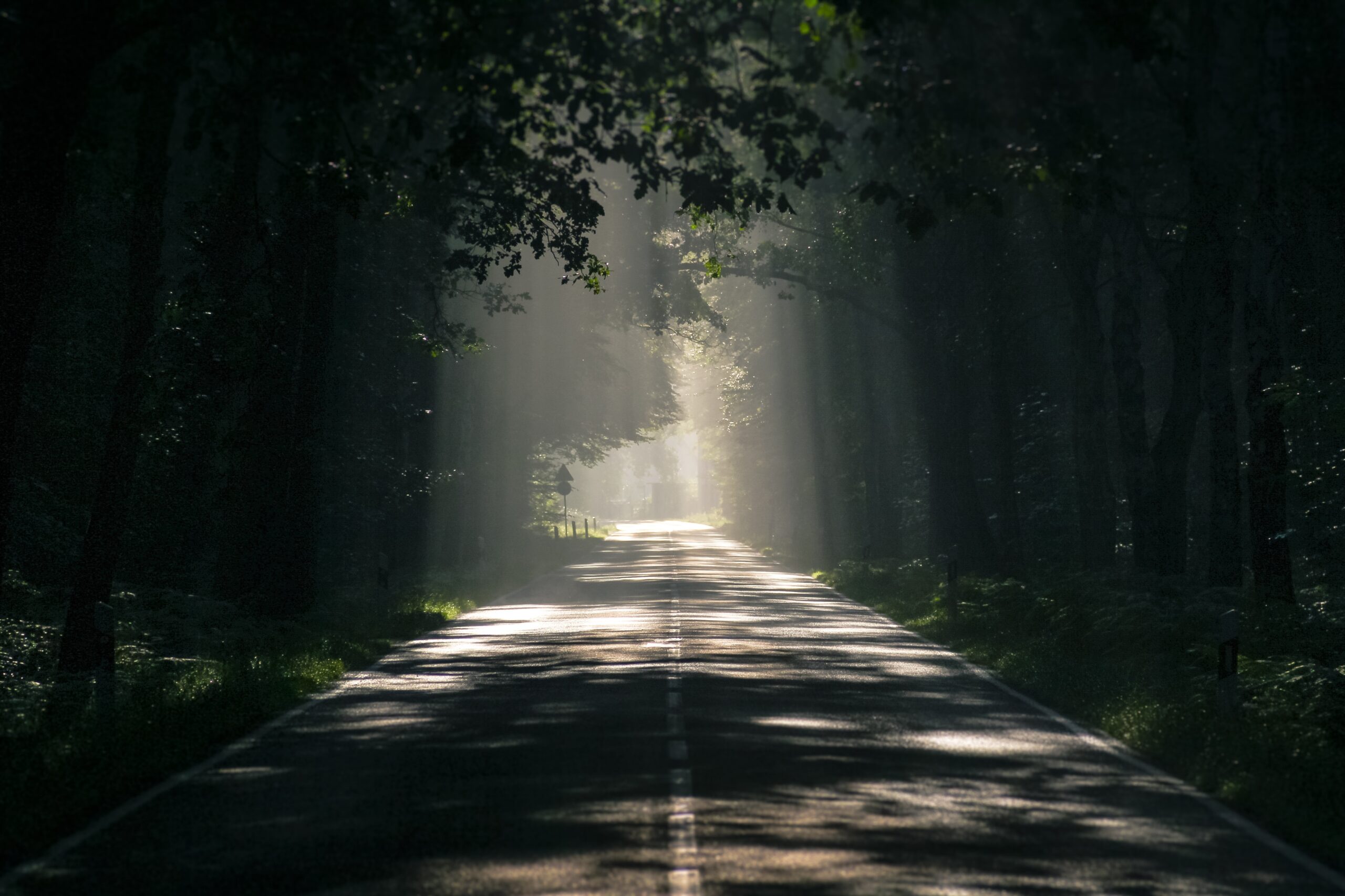 a road cuts through a dark forest