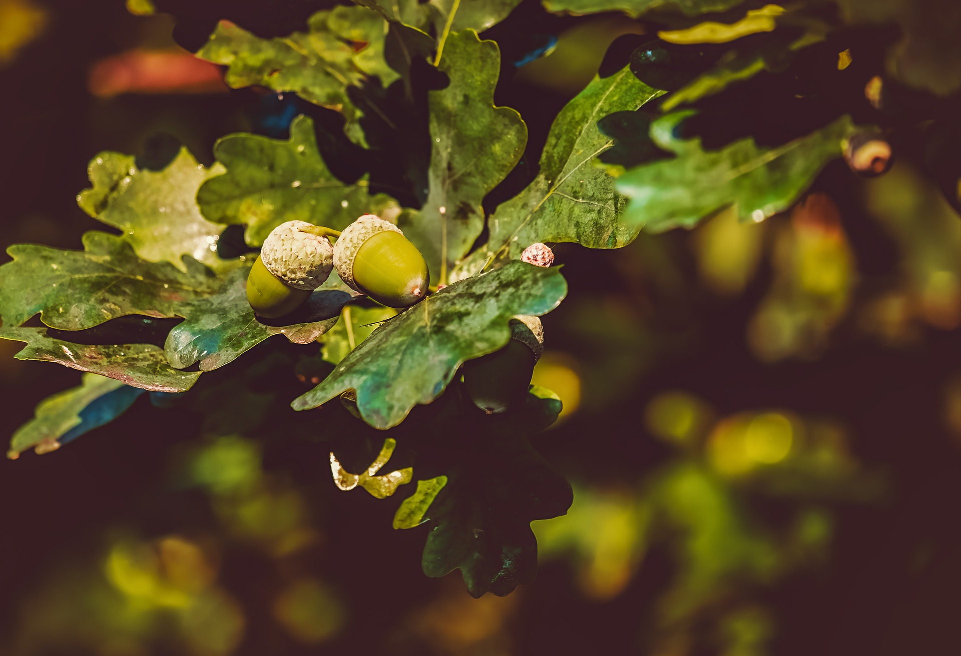 acorns are the easiest way to identify oak trees