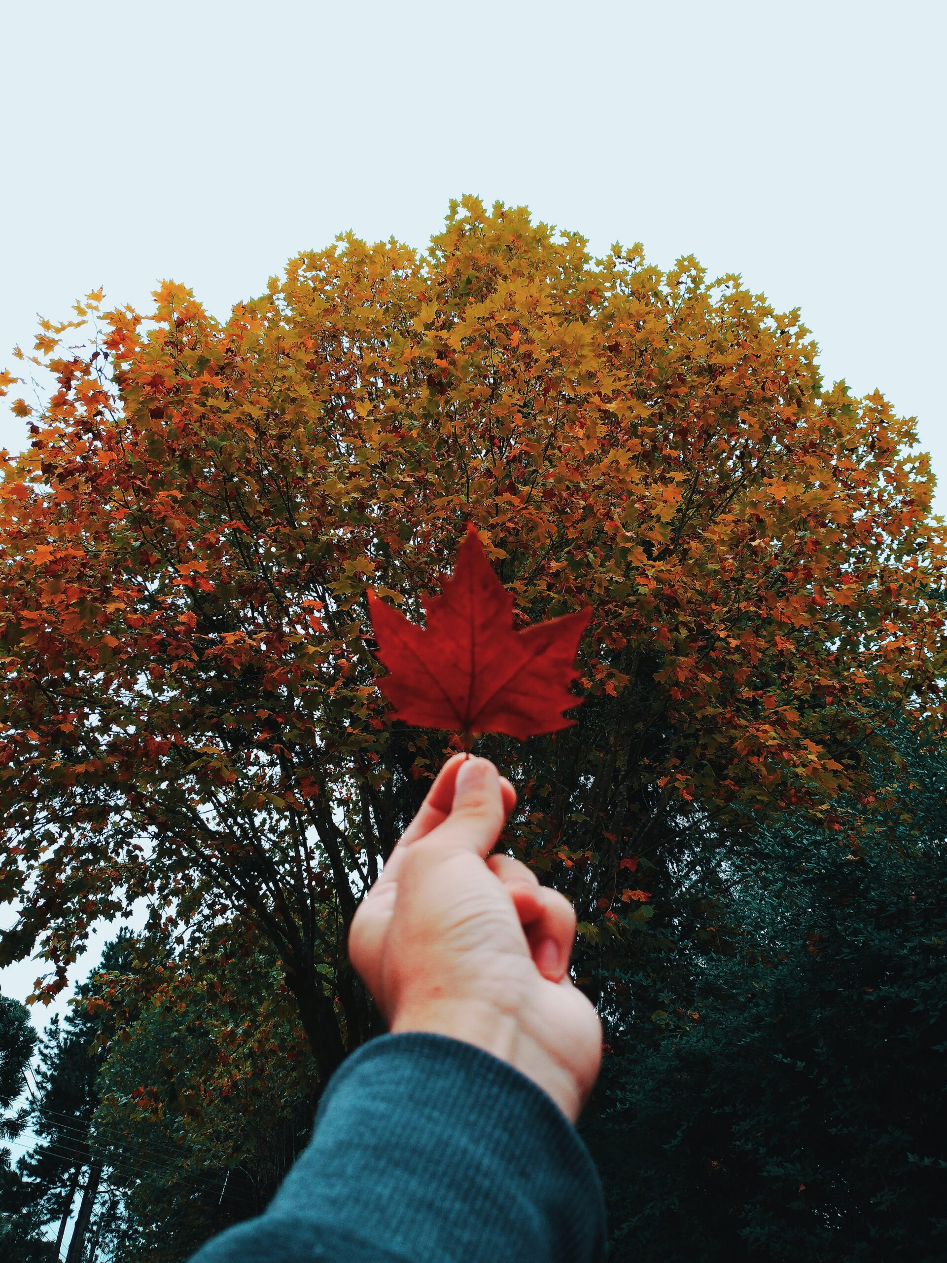 a maple tree is an easy tree to identify