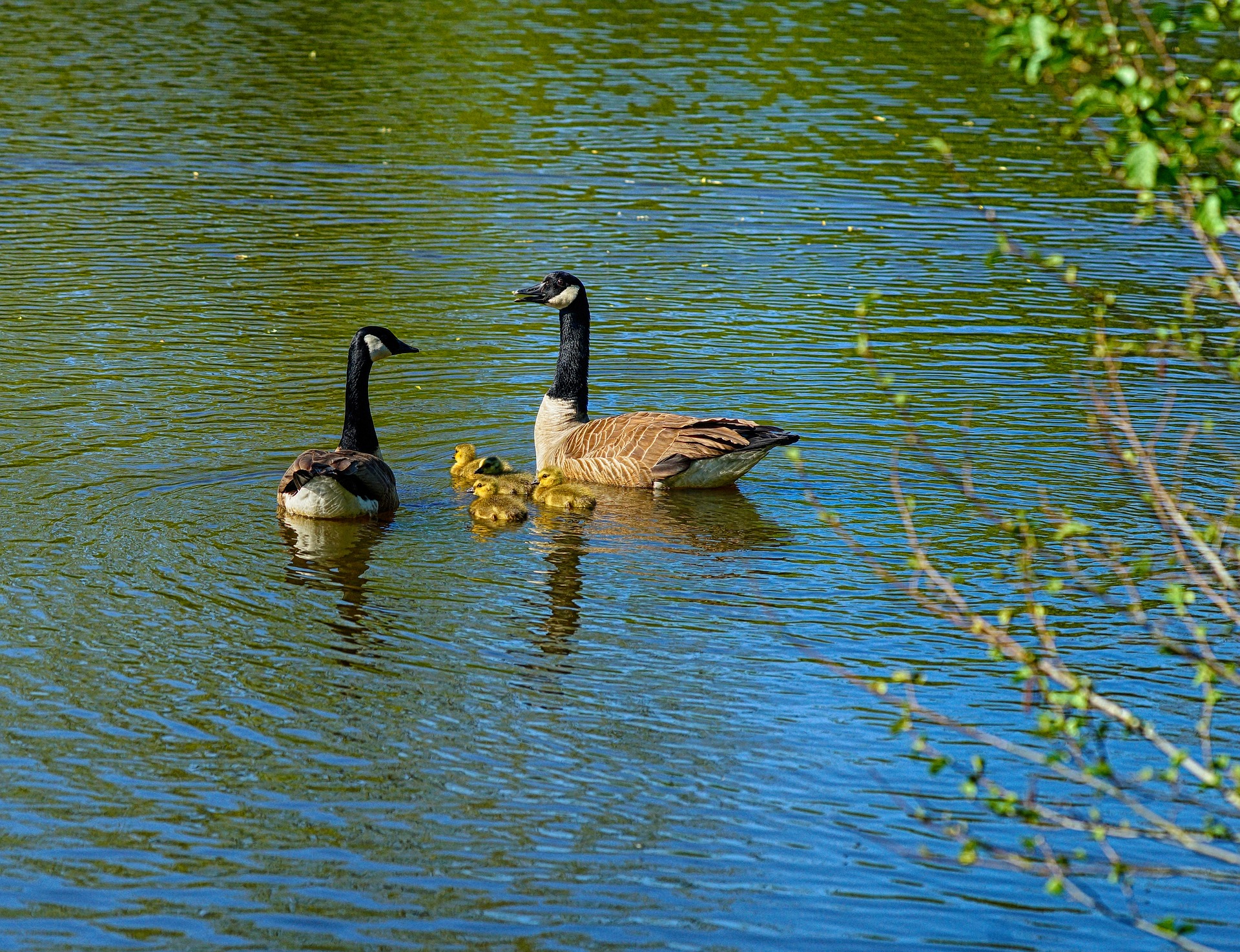 canada geese care for their young together
