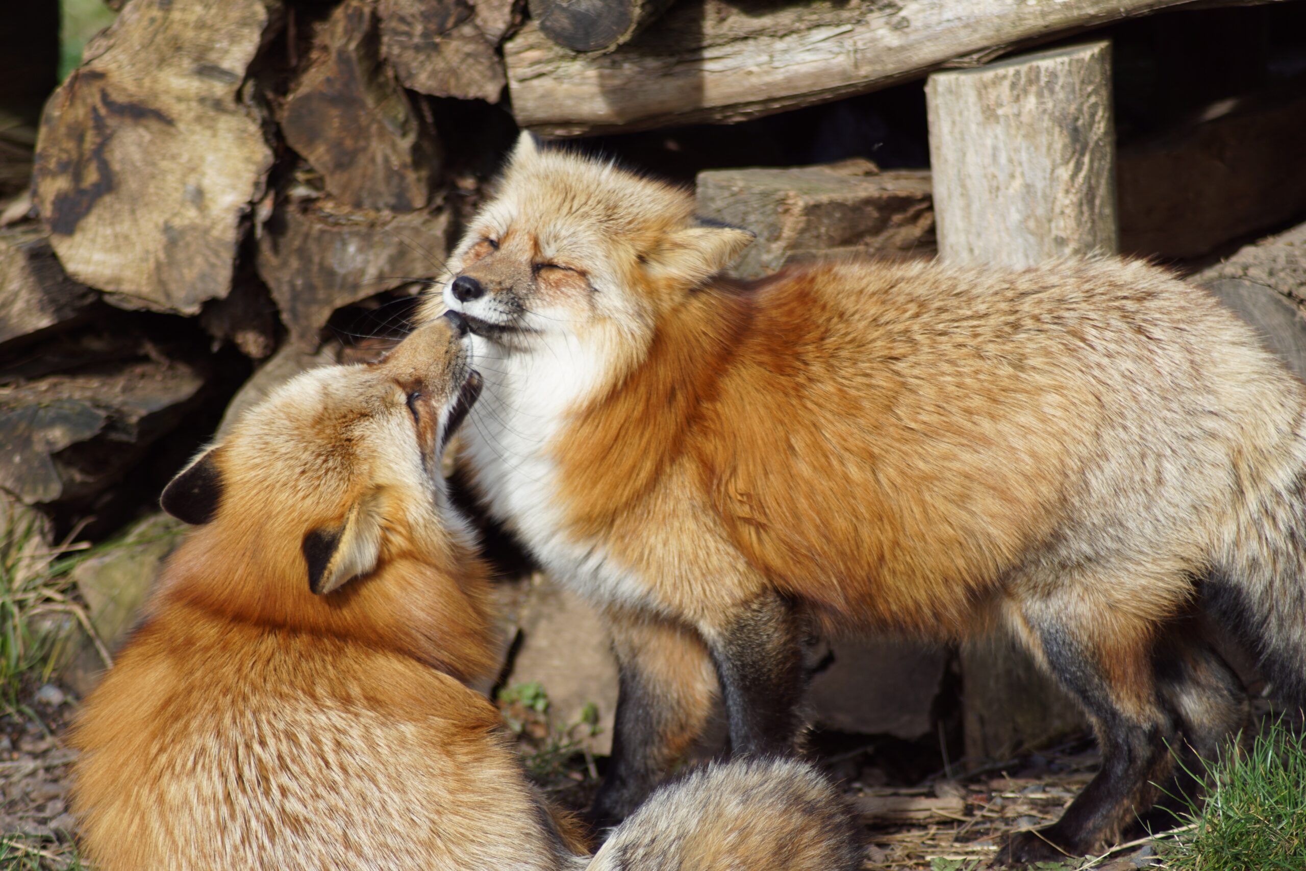 red foxes make great parents