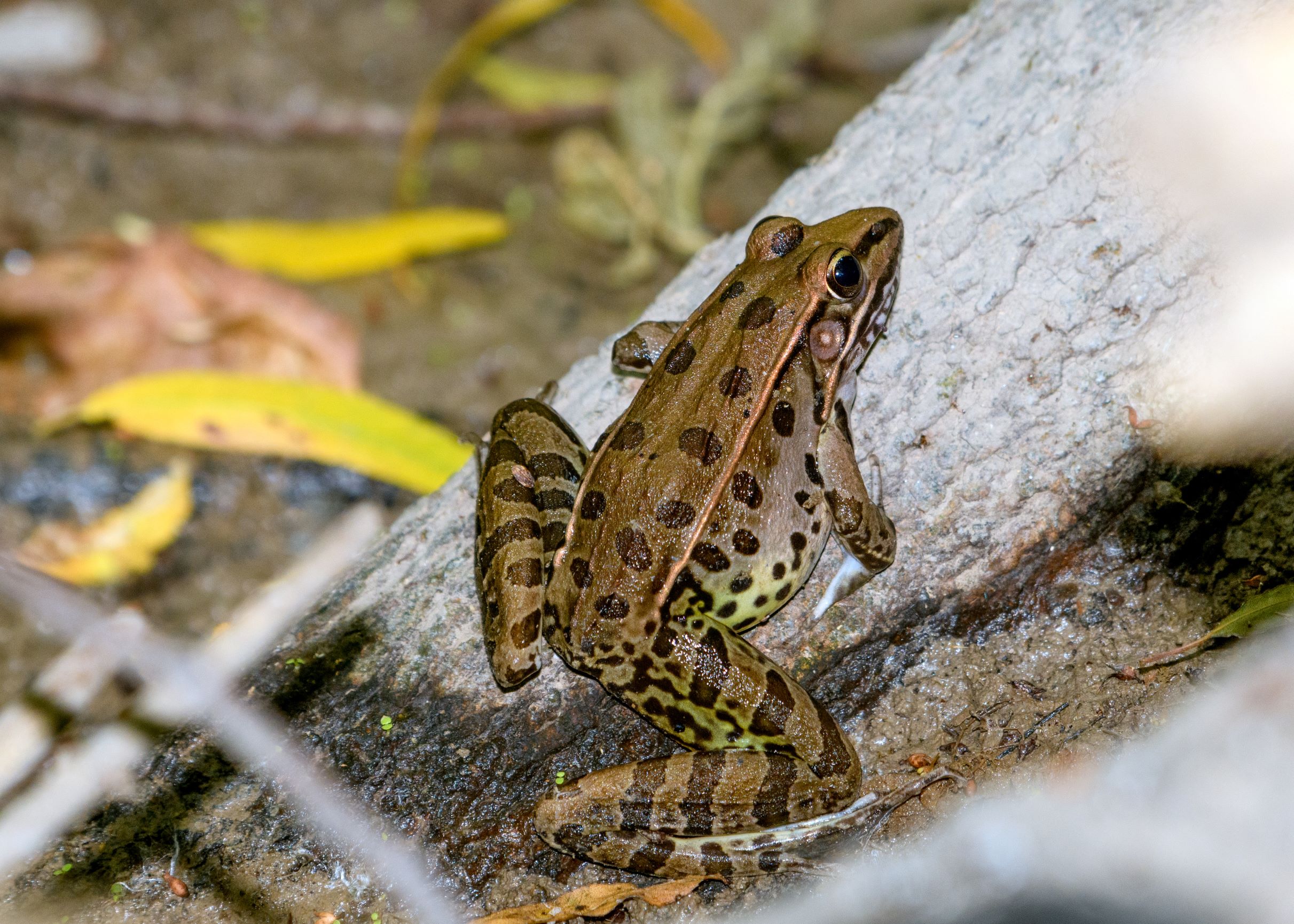 southern leopard frog