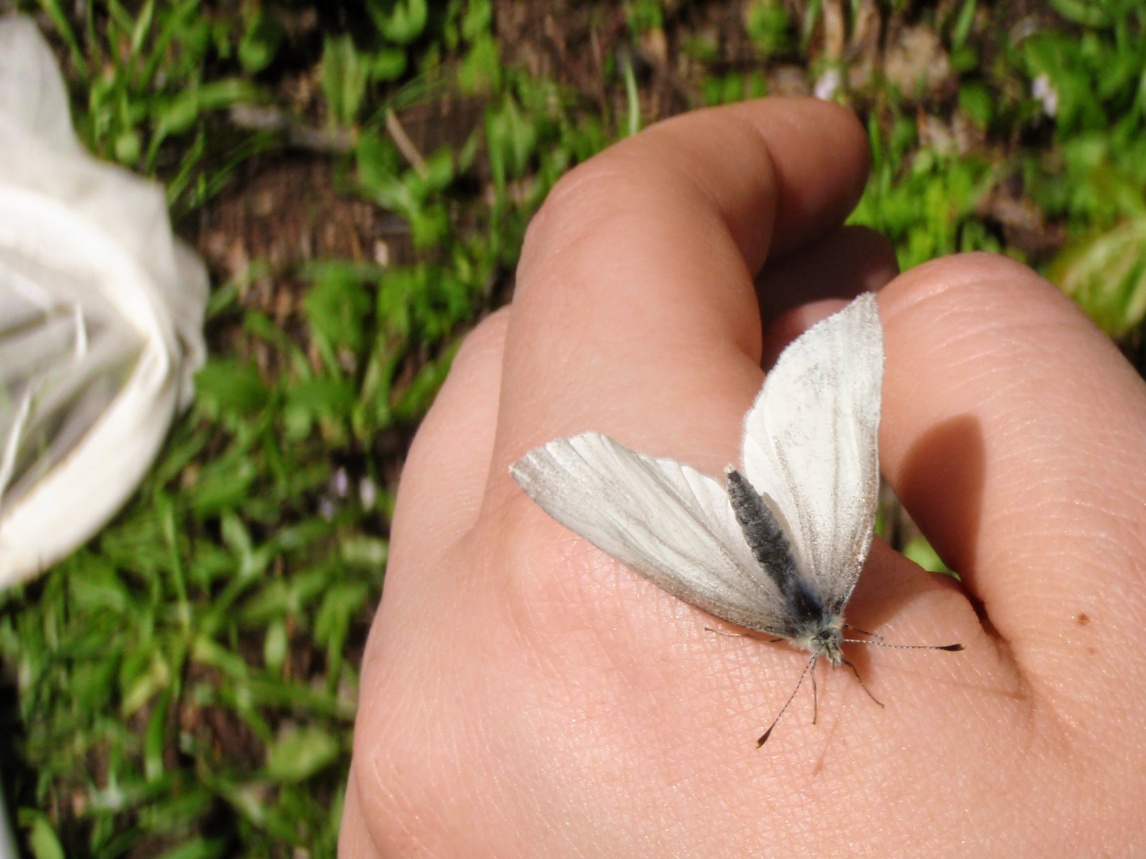 A West Virginia White butterfly, Pieris virginiensis, rests on a hand. 