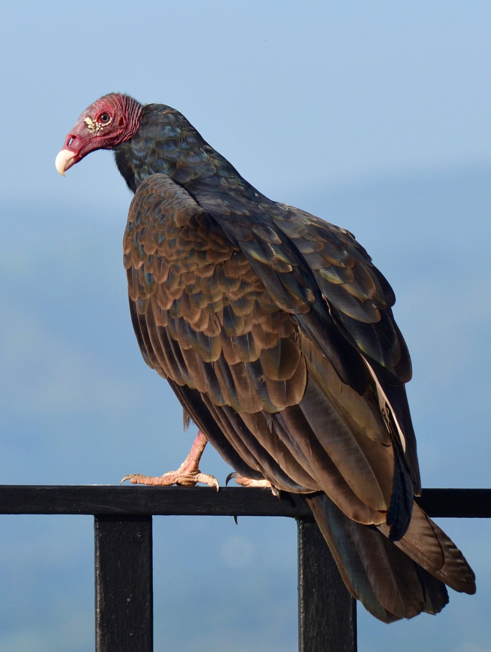 turkey vulture roosting