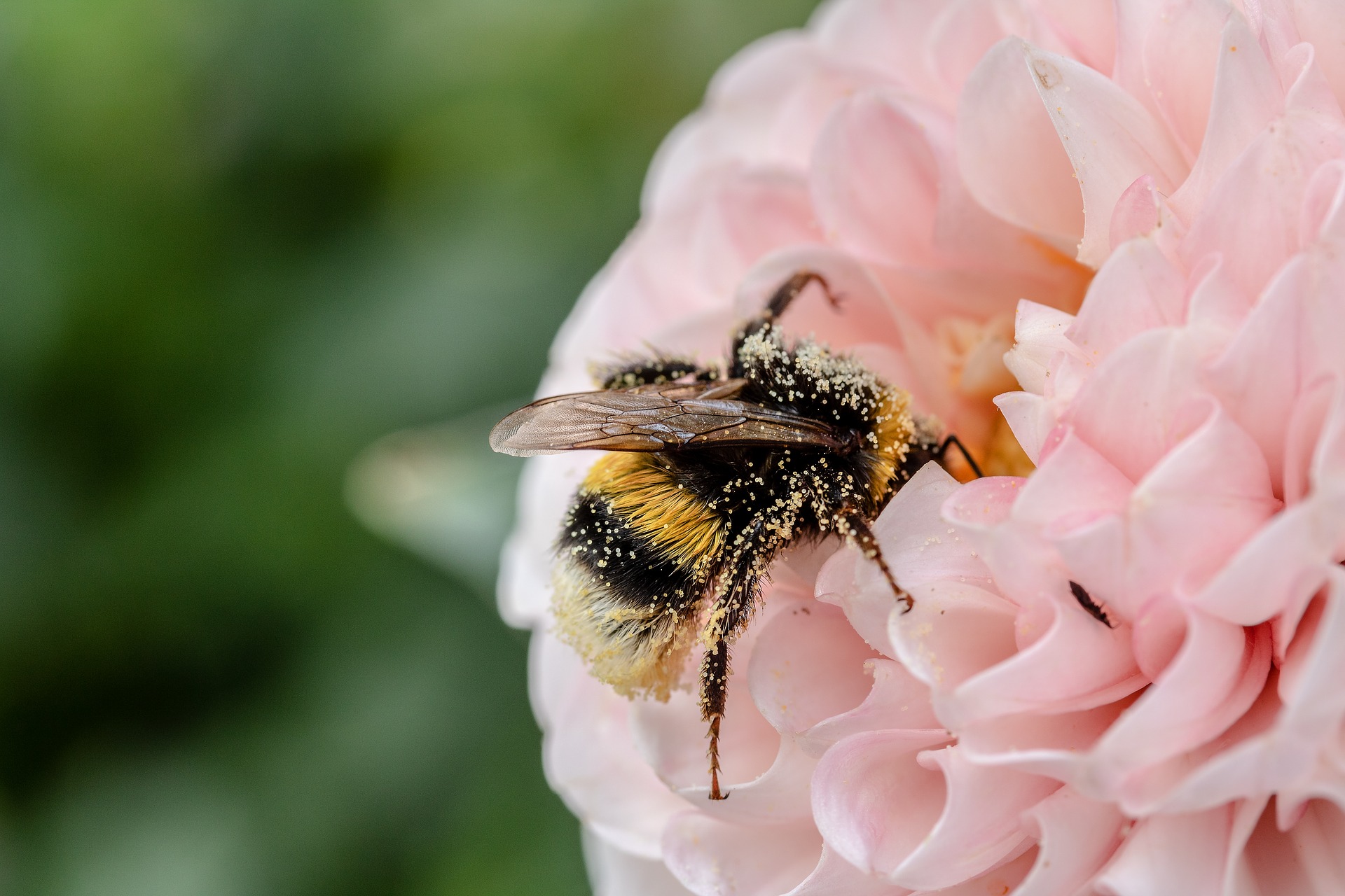 a bumblebee pollinates a flower