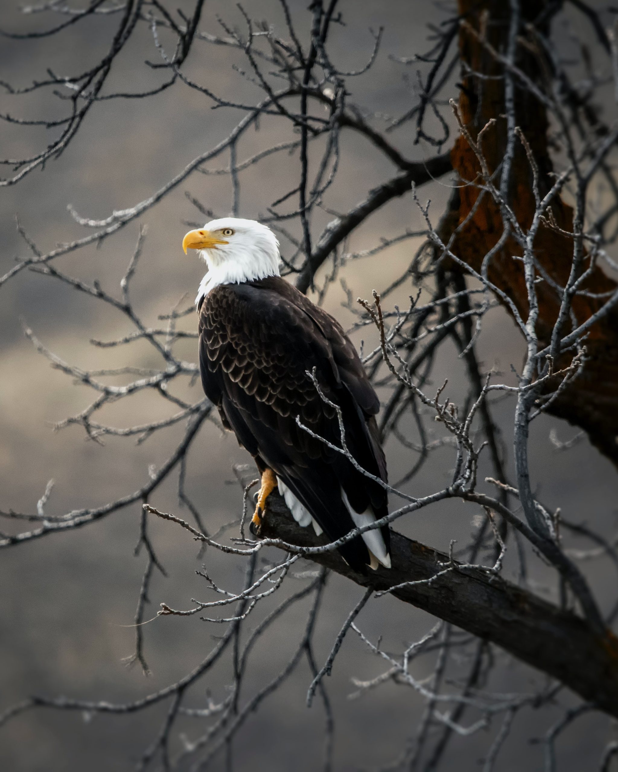 bald eagle perch