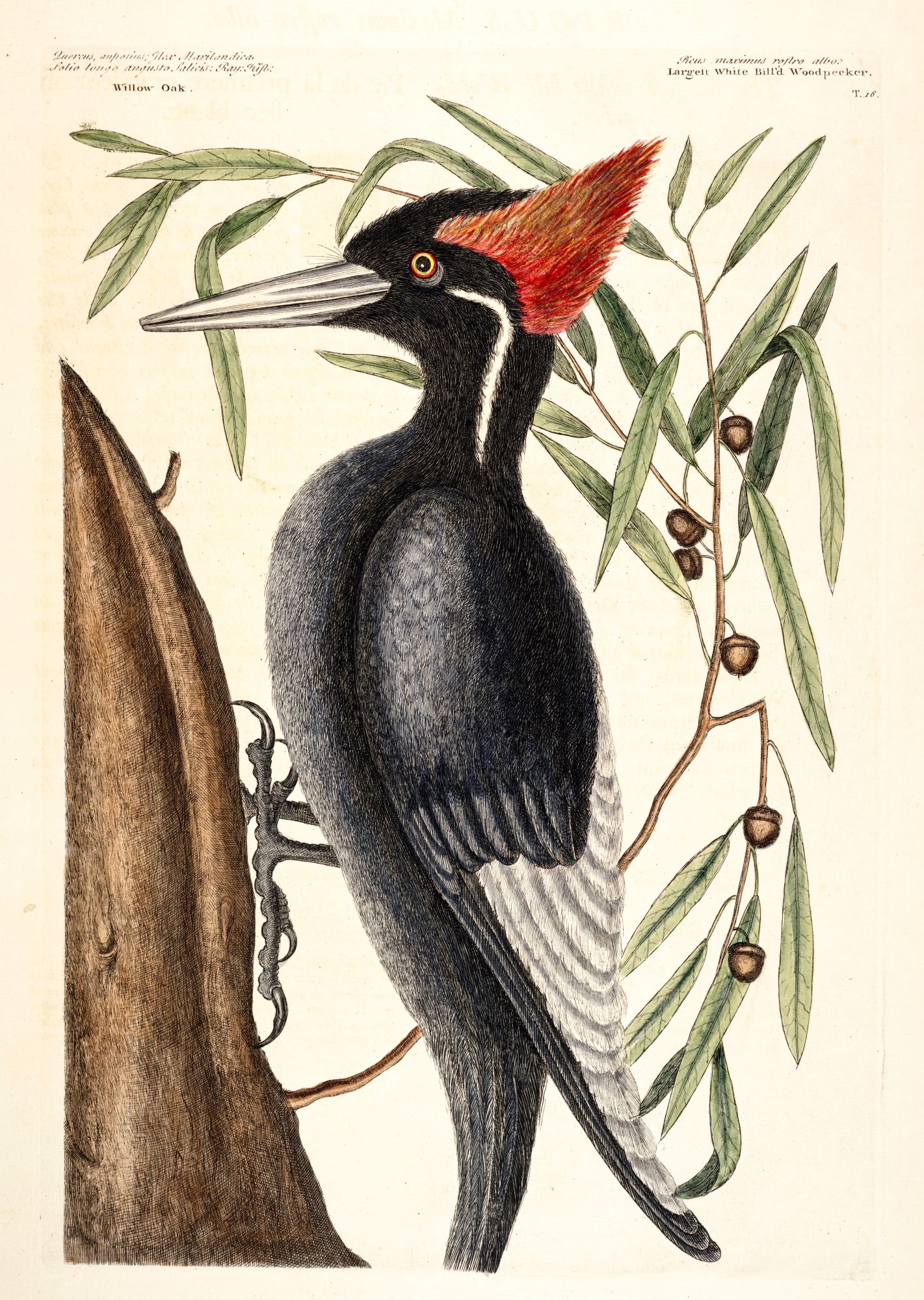extinct-ivory-billed-woodpecker-southern-us