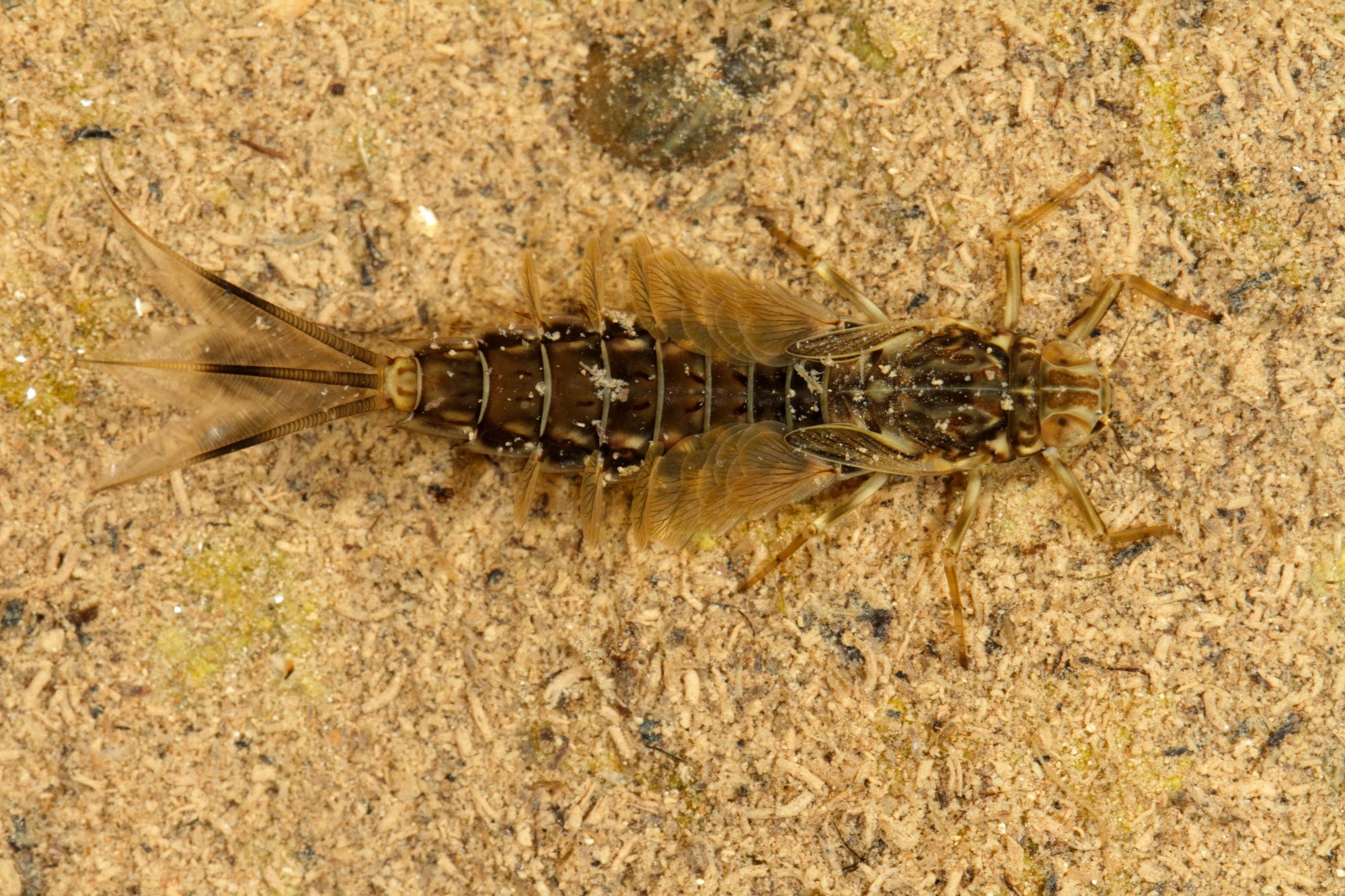 a dragonfly larva