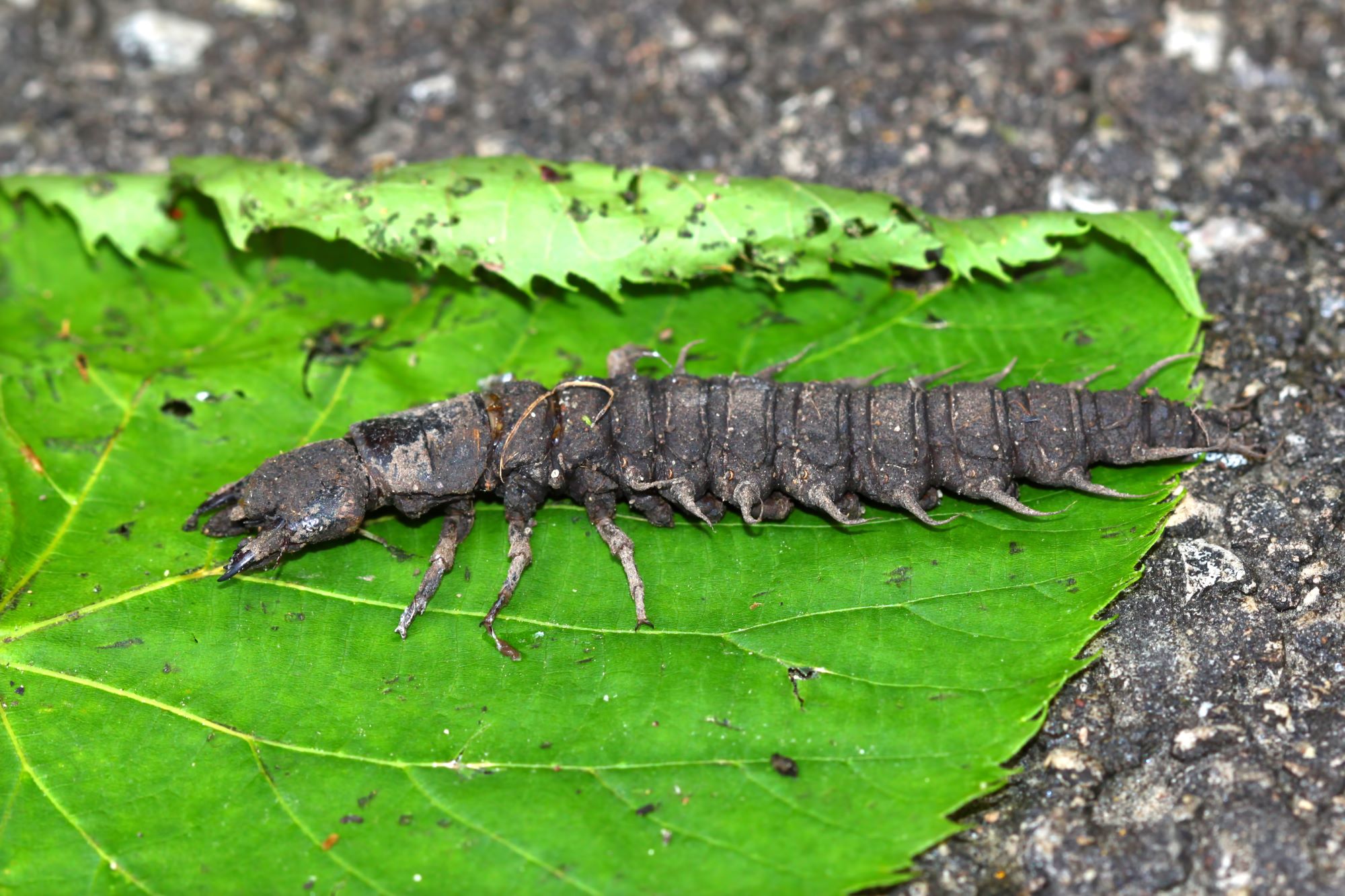 a dobsonfly larva also known as a helgrammite