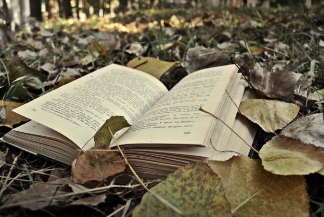 Book Lost in Forest