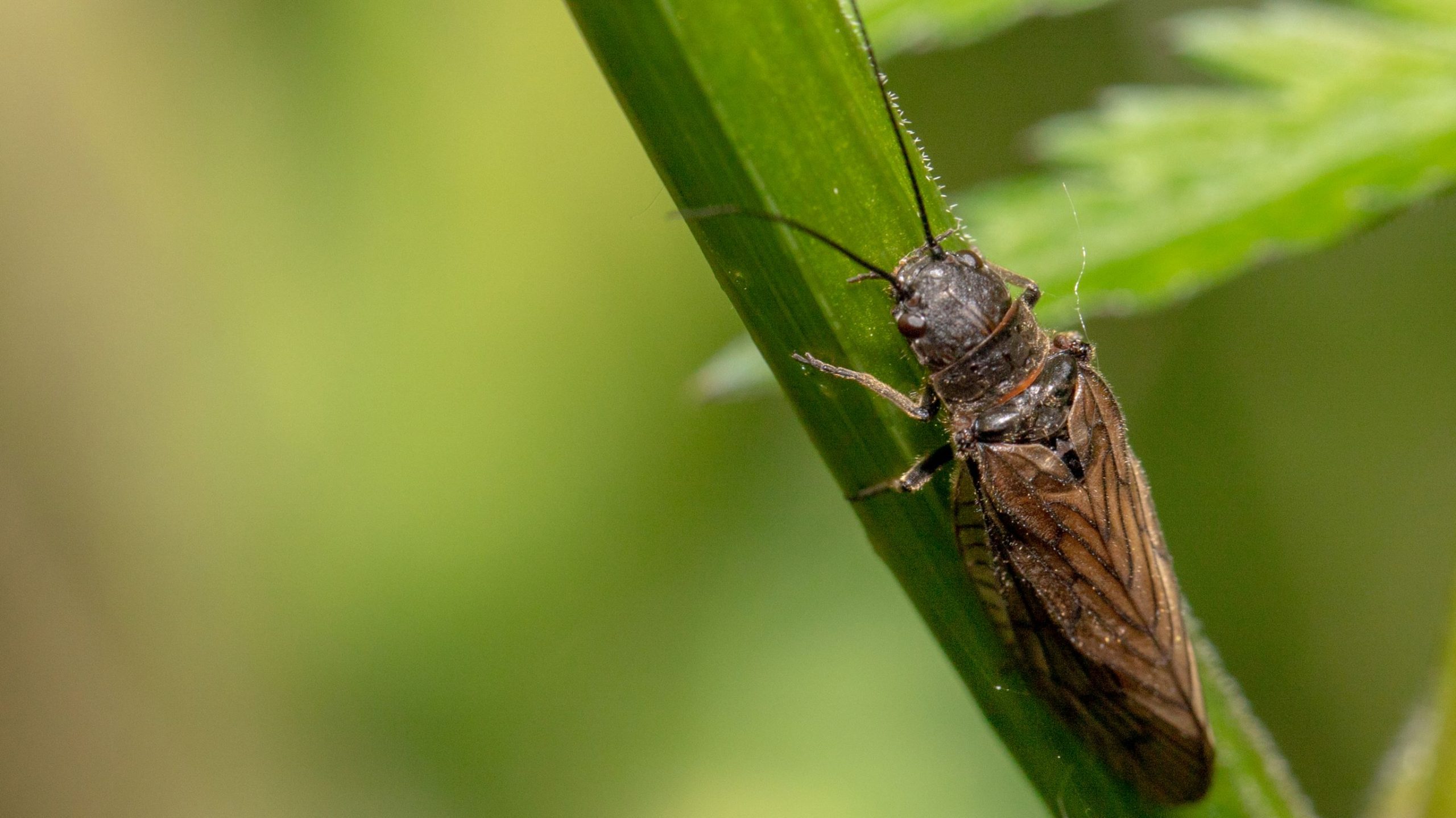 a stonefly adult on a stem
