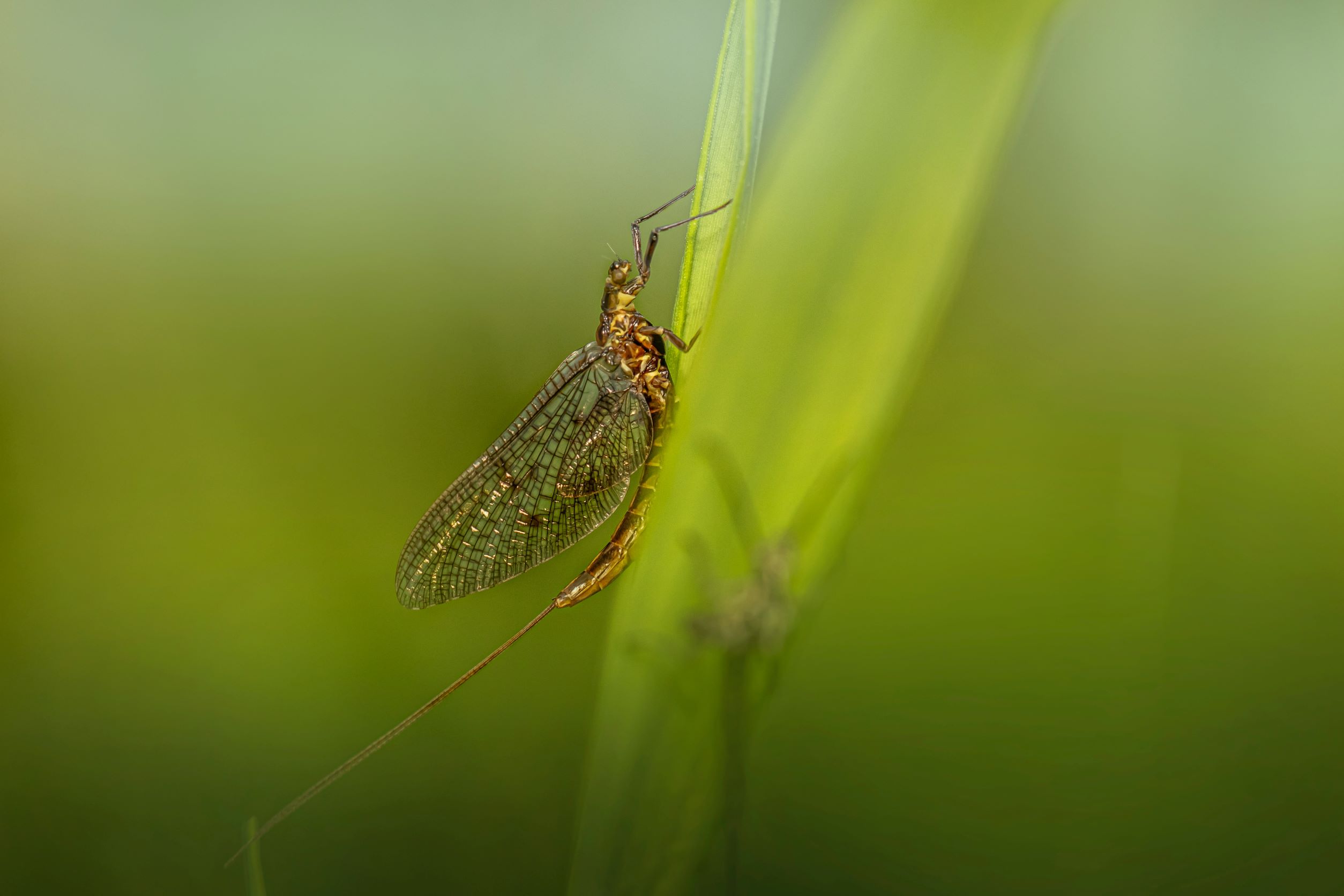 a mayfly resting on a leaf