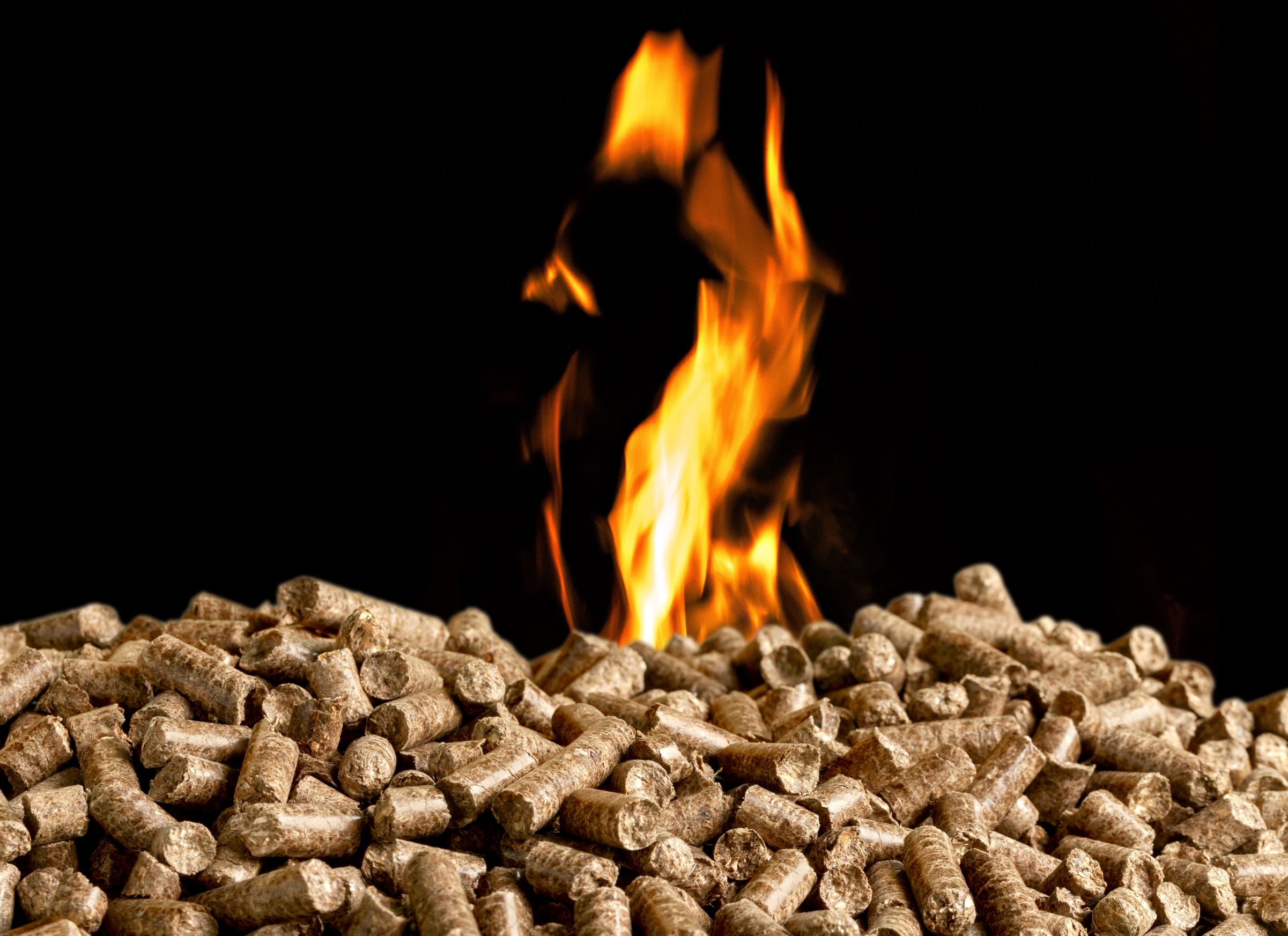 bioenergy is produced by burning wood pellets like these