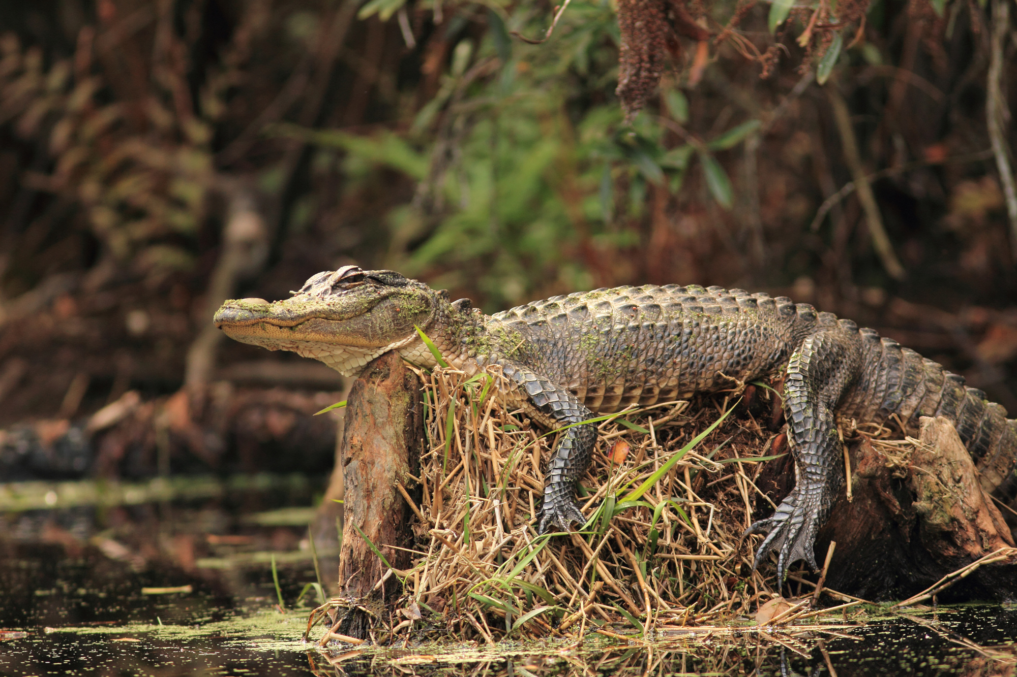 alligator-lounging-on-tree-stump-okefenokee-swamp