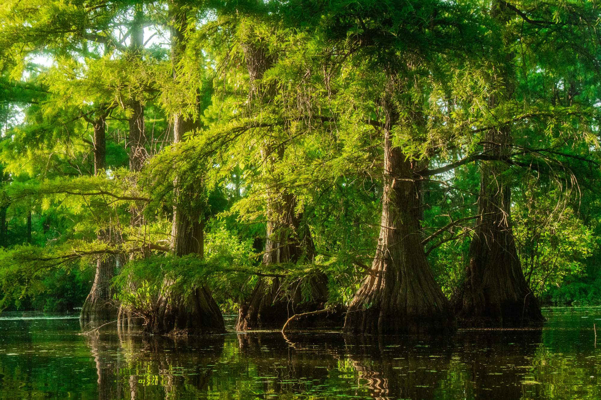 us-wetland-forest-clean-water