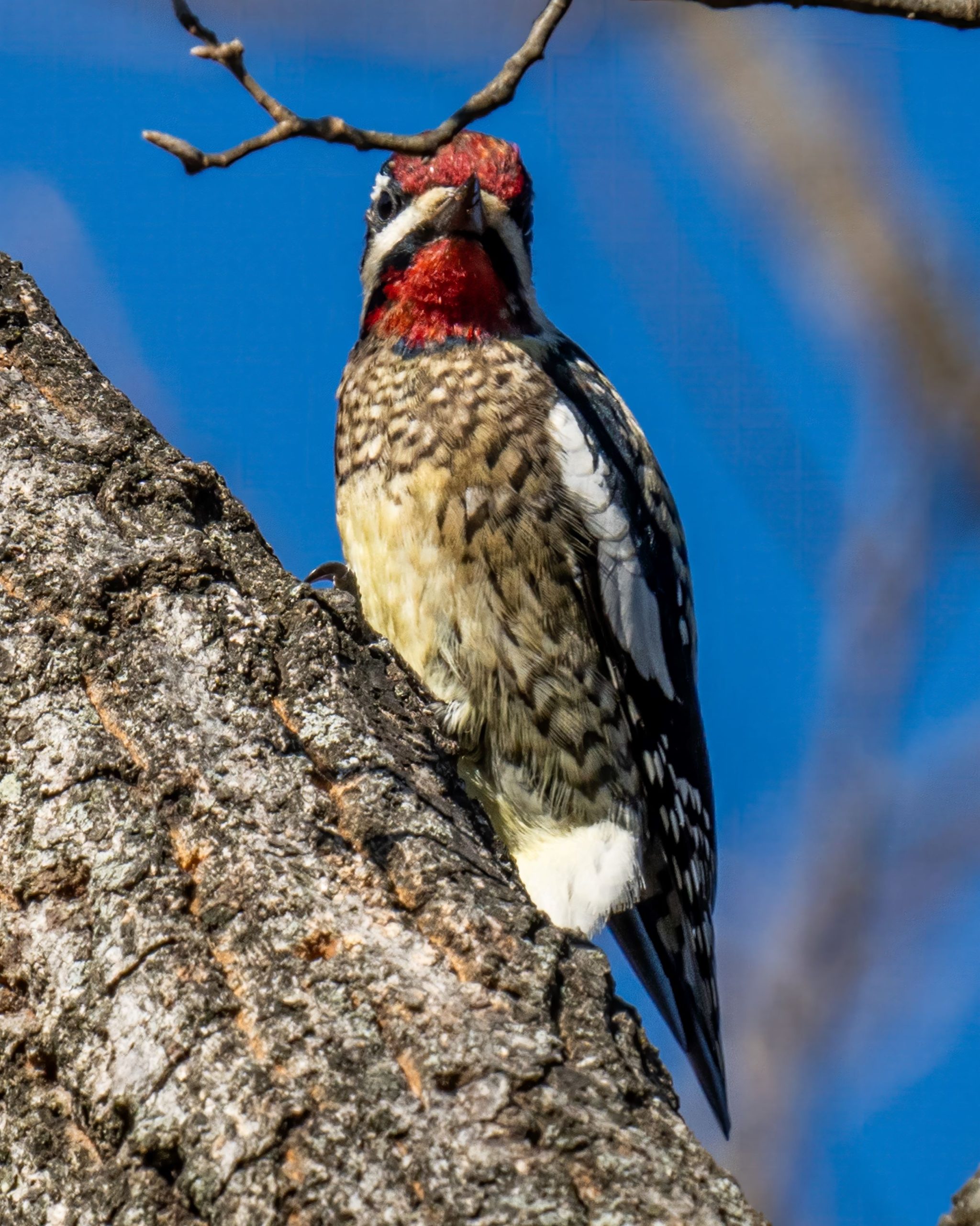 yellow-bellied-sapsucker-woodpecker-bird