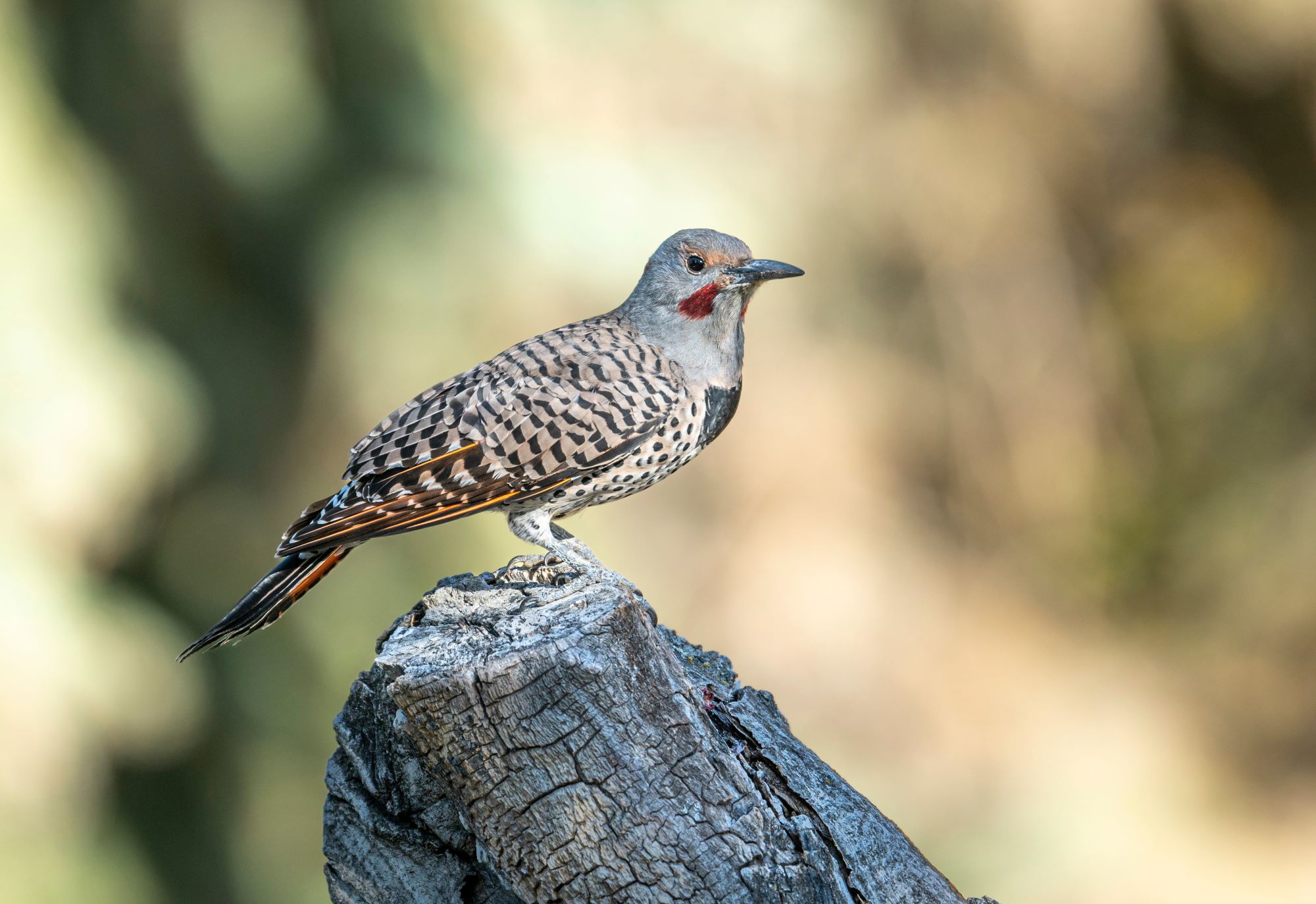 a northern flicker resting on a tree stump
