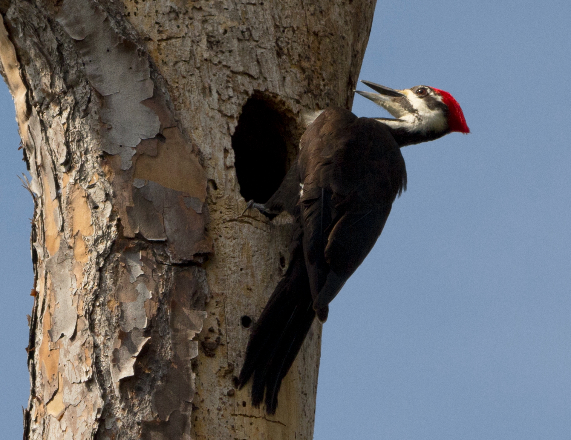 pileated-woodpecker-bird-by-adel-alamo