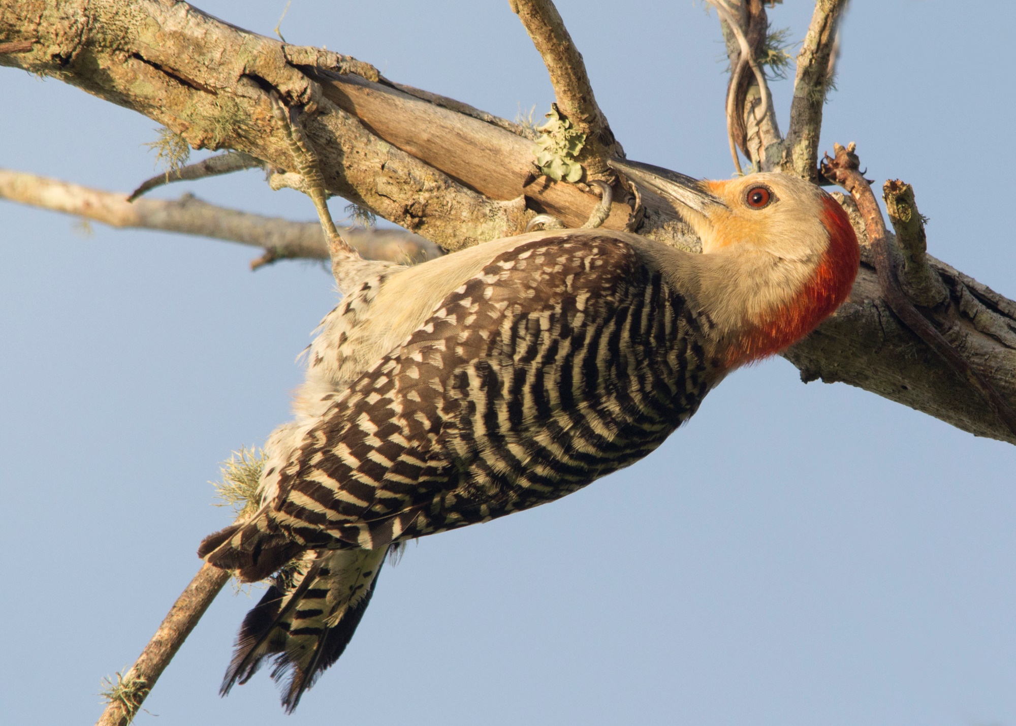 red-bellied-woodpecker-adel-alamo
