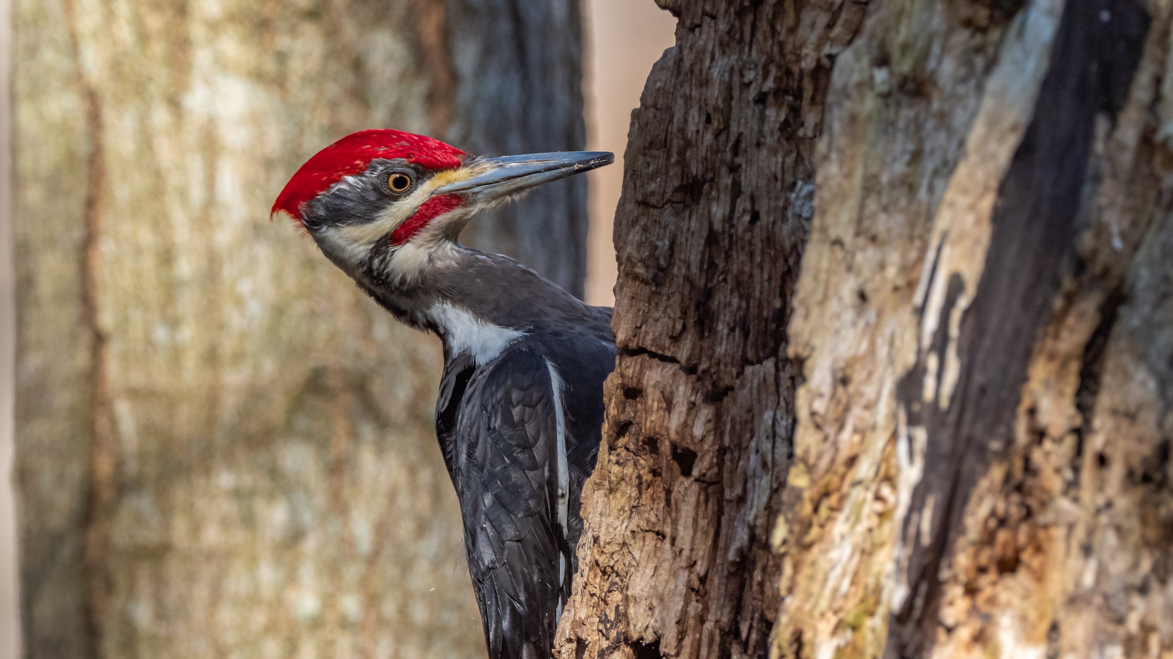 pileated-woodpecker-bird