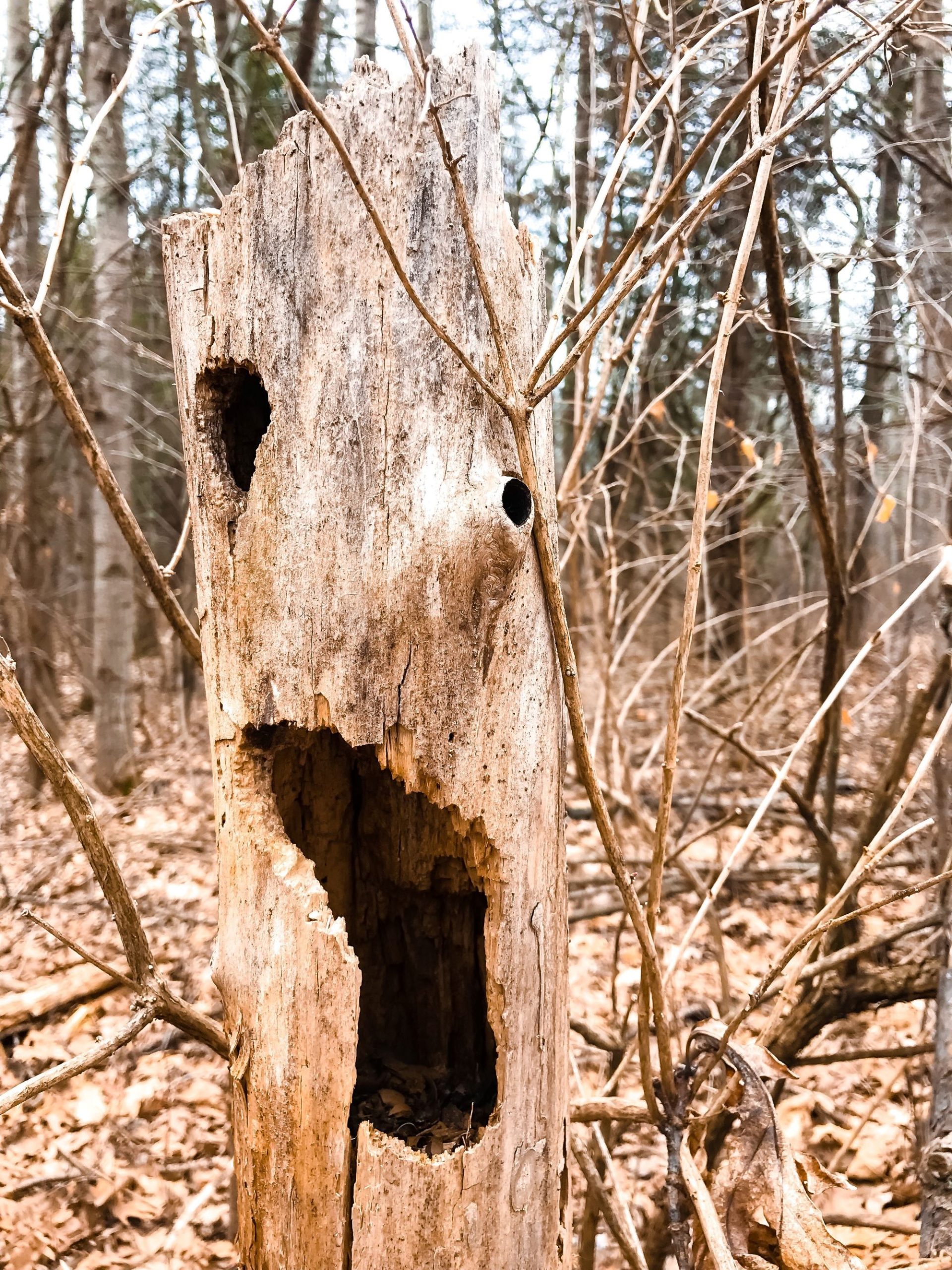 a dead tree or snag in a forest