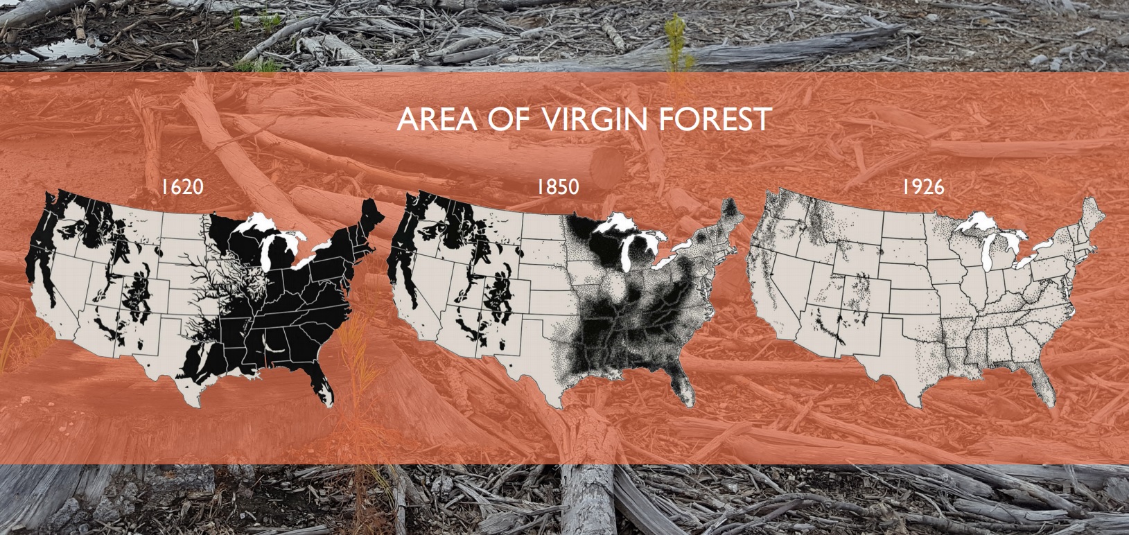area of "virgin" forest in the US through time