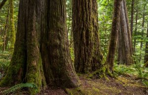 mature and old growth forest