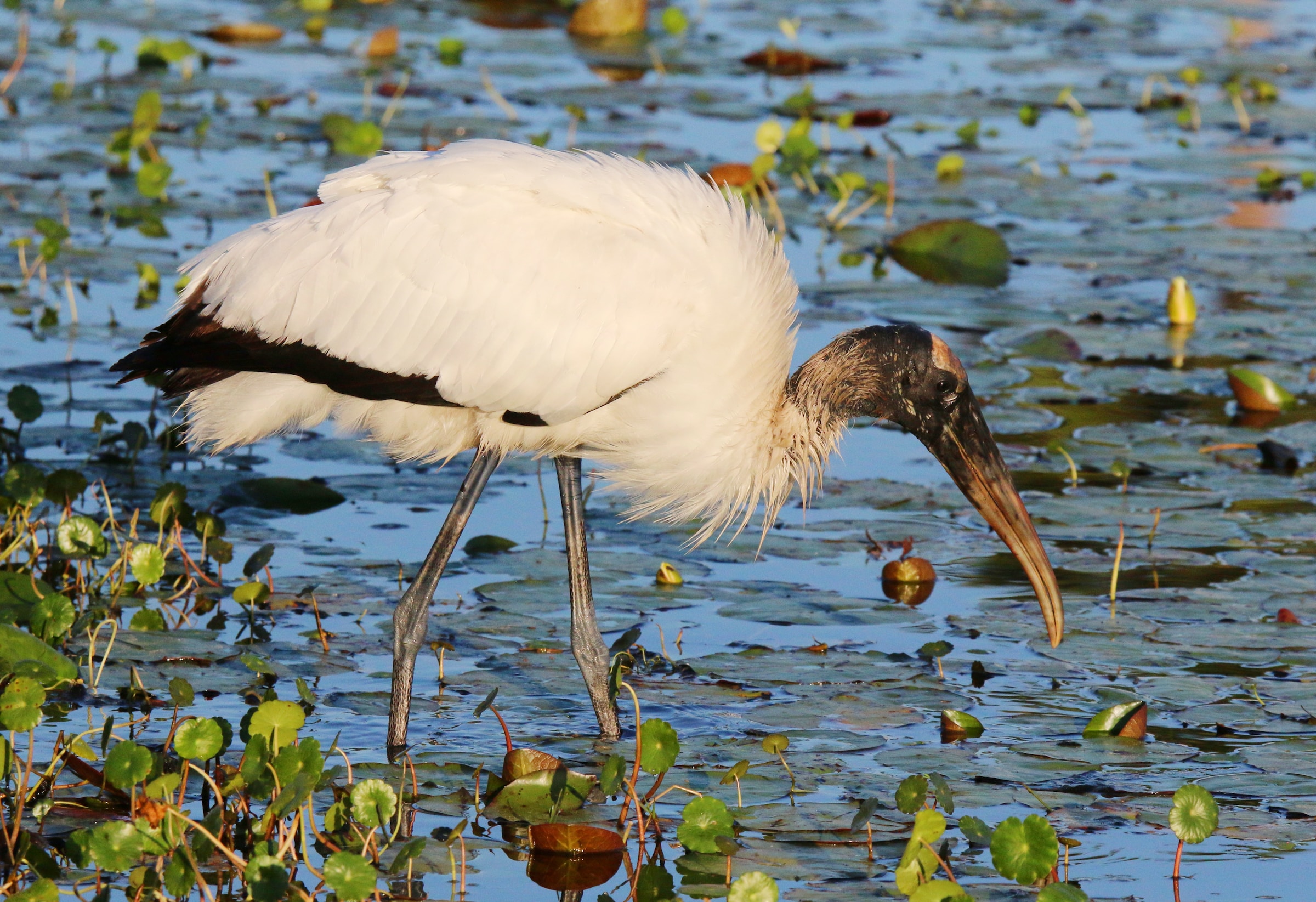 wood-stork-hunting-in-wetlands