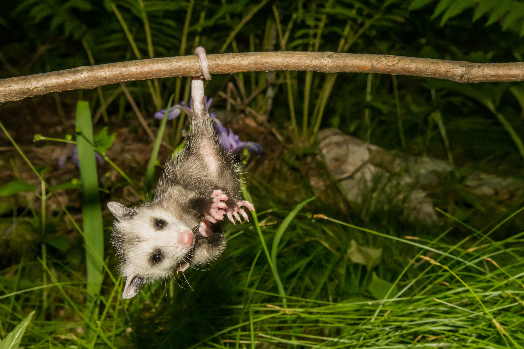young-opossum-hanging-from-tail