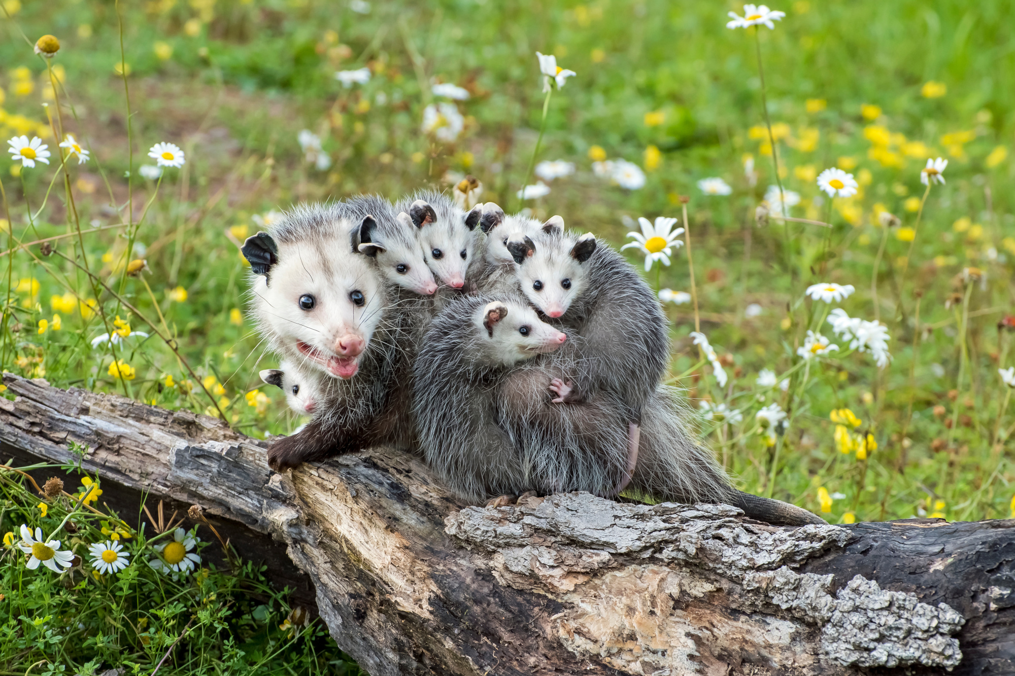 virginia-opossums-mother-with-babies-on-her-back